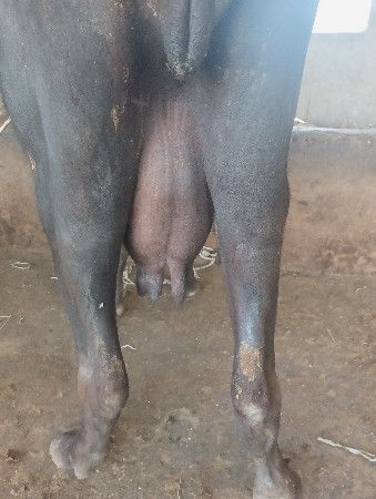 ભેંસો વેચવાની છે