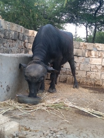 थंबनेल 3