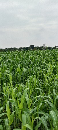 વેસવા નો સે