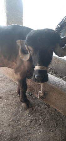 ખળેલુ વેચવાનુ છે