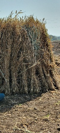 નિરણ વેચવાની છે
