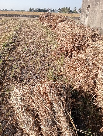 જુવારની સાર વેચવાની સે