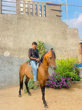 kathiyawadi vasero devano che