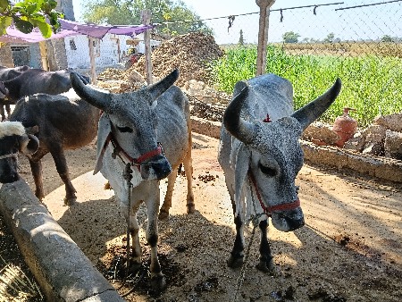 બળદ વેચવાના છે