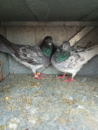 આ કબૂતર વેચવાનું છે