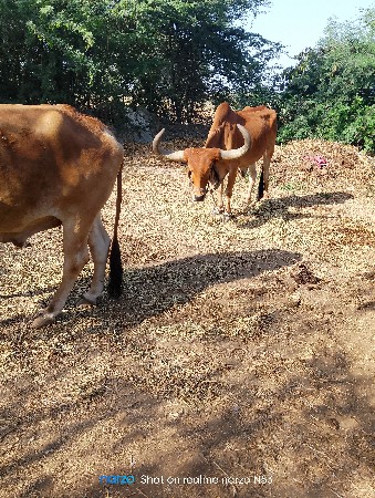 થંબનેલ 3