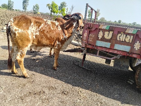 થંબનેલ 3