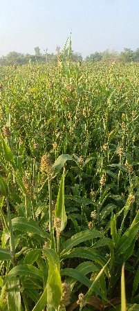 લીલી જુવાર બેસવાની che