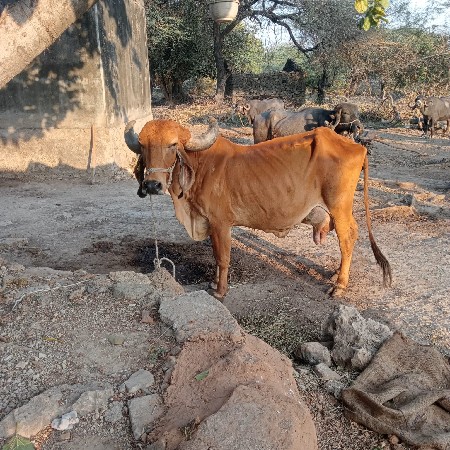 90,000 કિંમત રાખેલી છે હવે