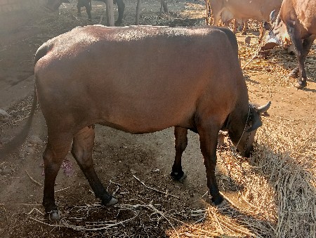 ગયા વેચવાની છે