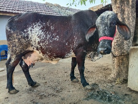 થંબનેલ 2