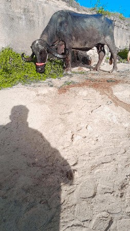 ભેસ વેસવા ની હે