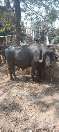 थंबनेल 3