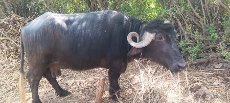 थंबनेल 3