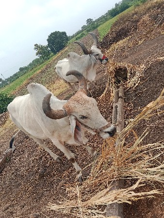 બળદ વેચવાના છે