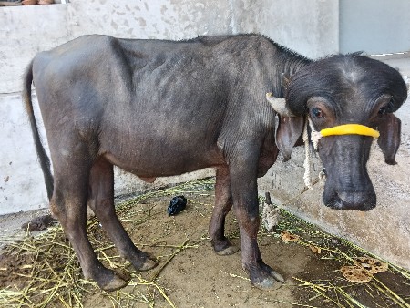 થંબનેલ 2