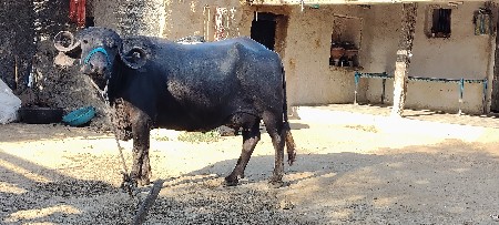 थंबनेल 2