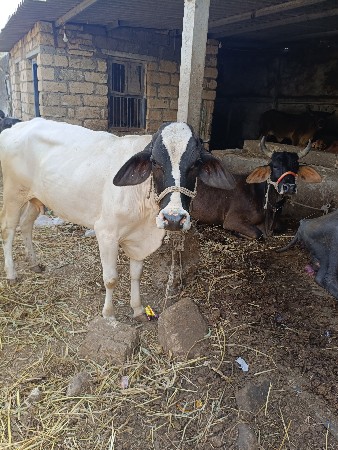 थंबनेल 2