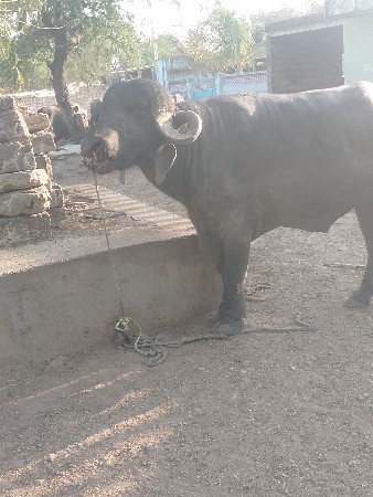 थंबनेल 2