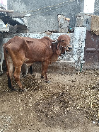 ગીર ગાય વેચવાની છે