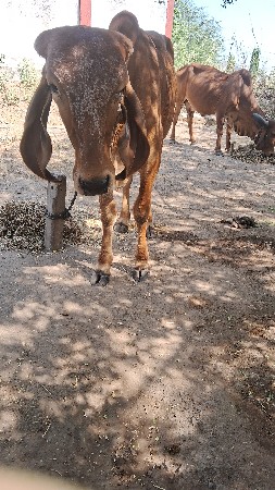 ગીર વાછરી  વેચવાની છે