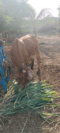 ગીર ગાય વેચવાની છે