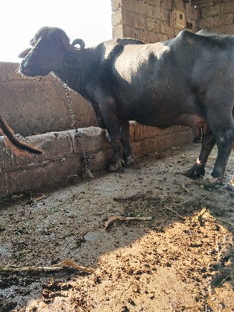 थंबनेल 2