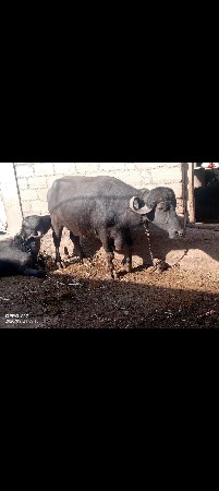 9723197610 ફોન કરો