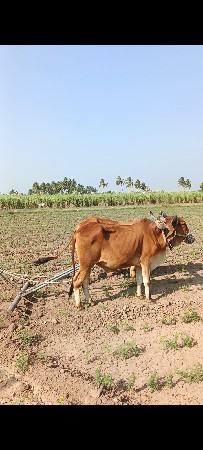 બળધ વેચવાના છે