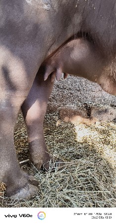 પેલ વેતરી ખડલી