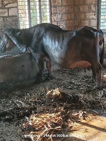 પરમાર સુભાષ સિંહ