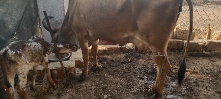 थंबनेल 3