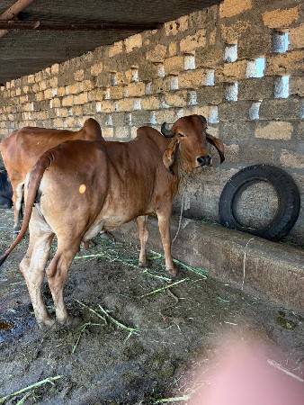 ધોડો ધોડી સાટા કરવા ના છે