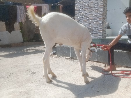 थंबनेल 3