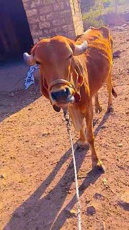 थंबनेल 3