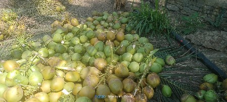નારીયેલી નો બગીચો  ઈજારો દેવાનો