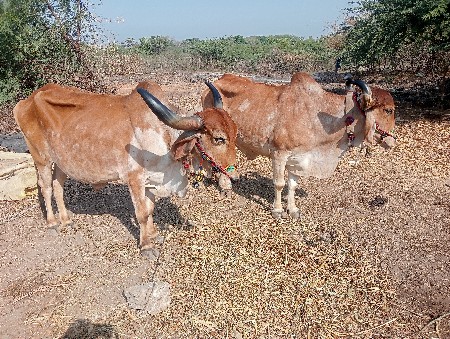 થંબનેલ 2