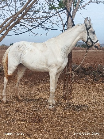 ઘોડી વેચવાની છે સાટા કરવાના છે