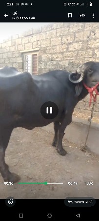 ભેંસ વેચવાની છે