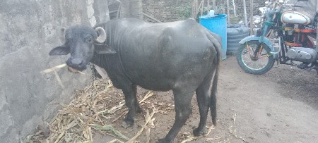 ભેંસ વેચવાની છે