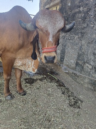 थंबनेल 3