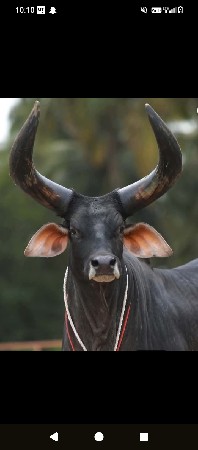 દેશી ગીર ગાય લે વેચ માટે મળો