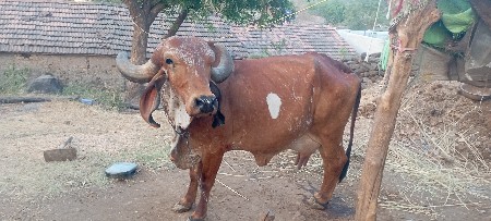 ગીર ગાય વેચવાની છે