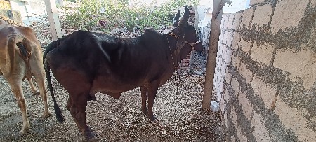 શ્યામ કપિલા  ગાય વેચવાની છે