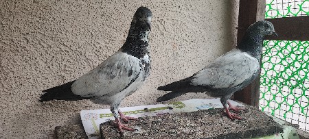 थंबनेल 3