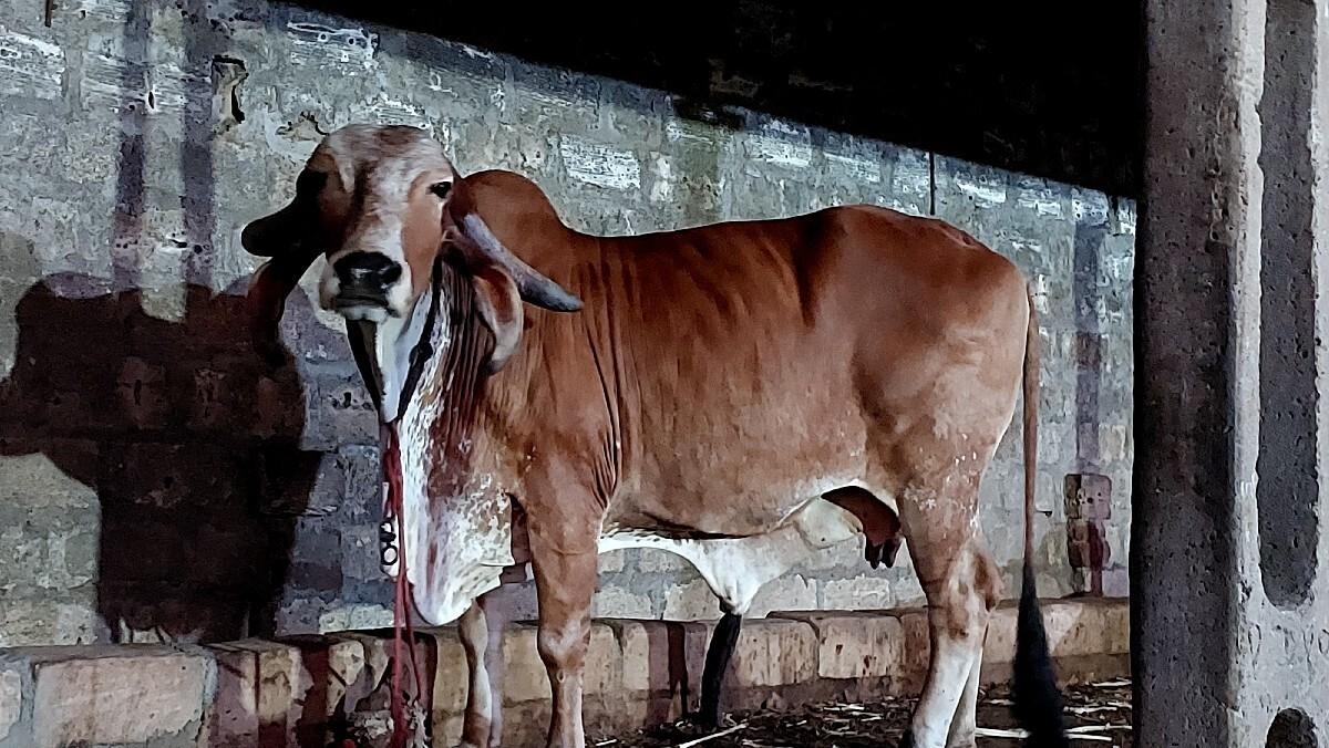 थंबनेल 3