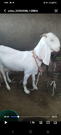 થંબનેલ 2