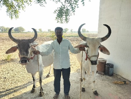 આ બળદ વેચવાના છે