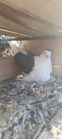 સીરાજી માજી ને ઓર વાઈટ નર