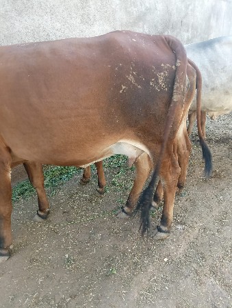 थंबनेल 2